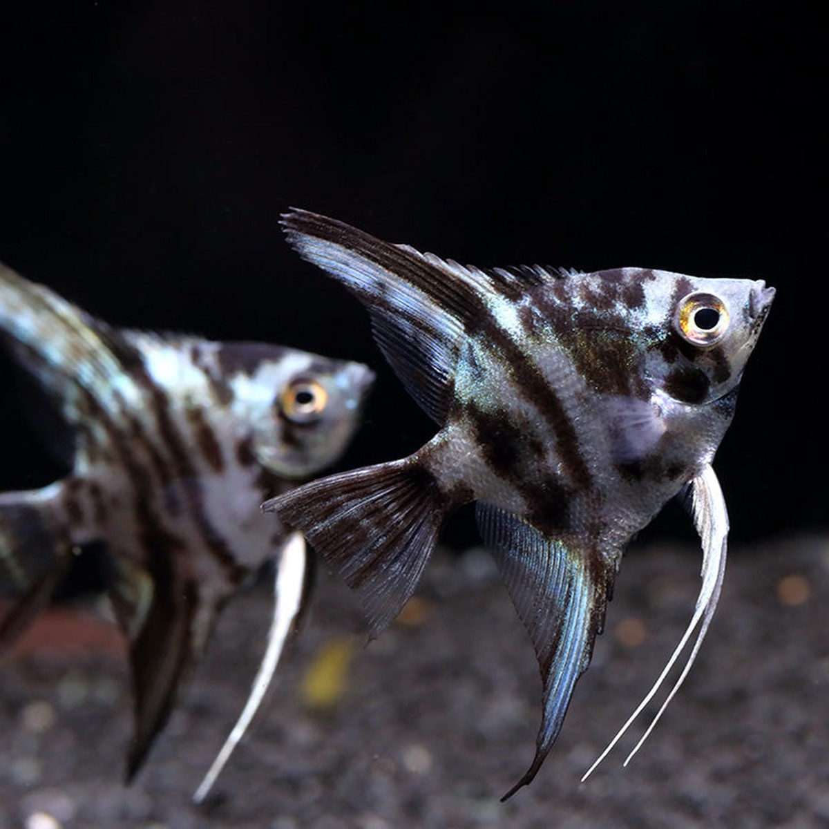 Blue Marble Angelfish