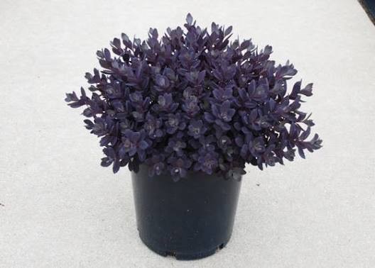 Sunsparkler Plum Dazzled Sedum, 1 gallon