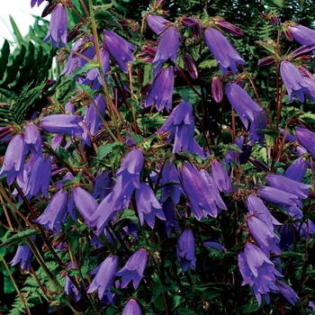 Bellflower Quart