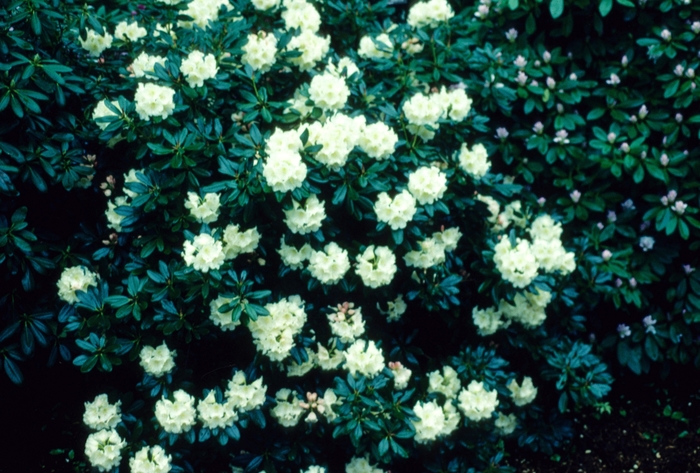 Azalea Bloom-A-Thorn Pink Cupcake 3 Gal