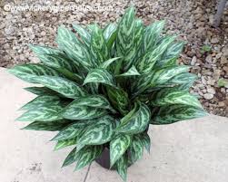 Aglaonema 'Tigress'
