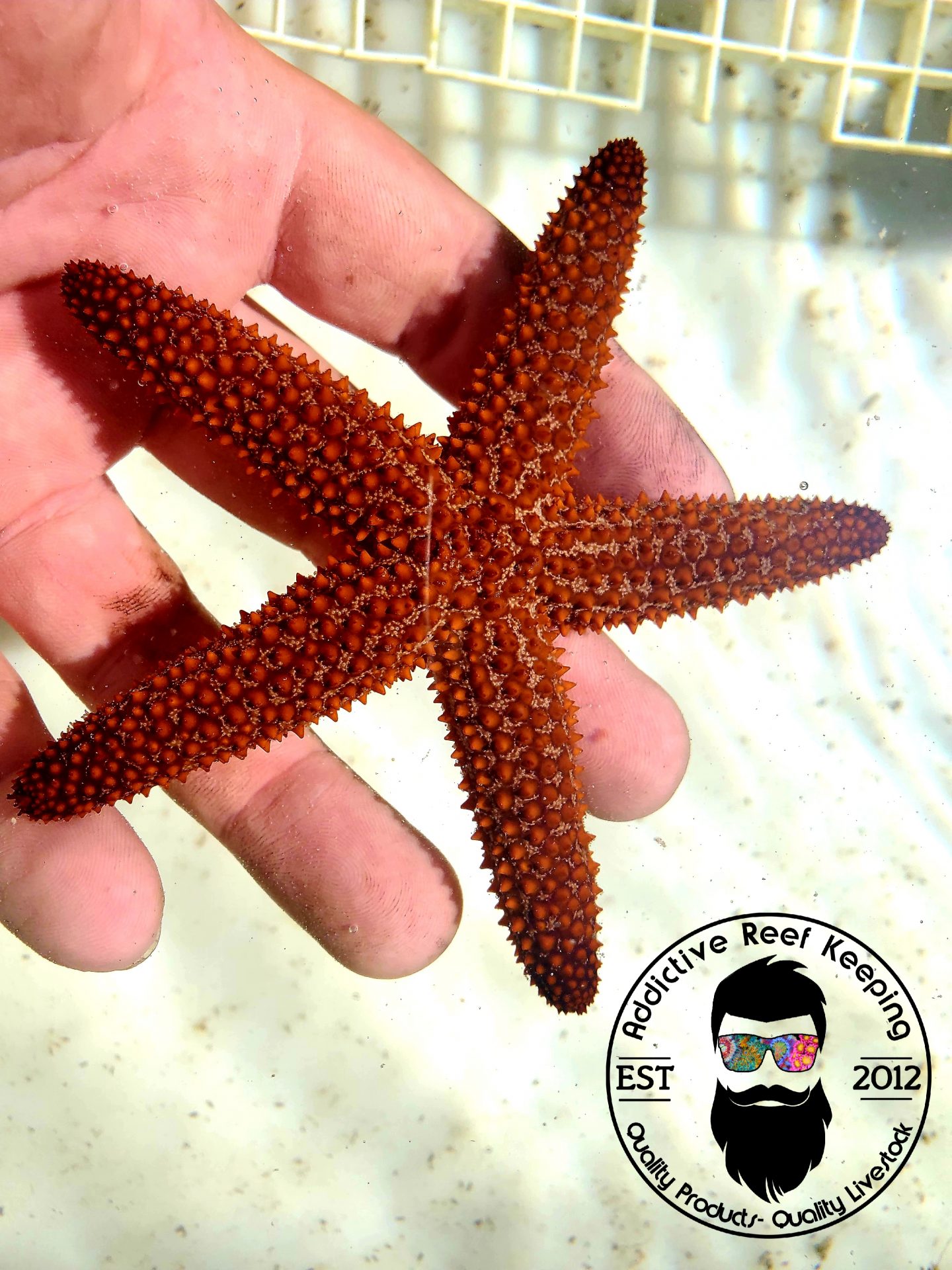 FL Keys Common Orange Starfish, Ehinaster spinulosus- Reef Safe