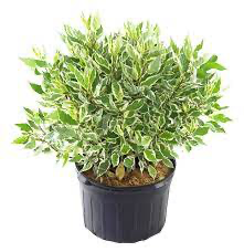Ivory Halo Dogwood (Cornus), 3 gallon