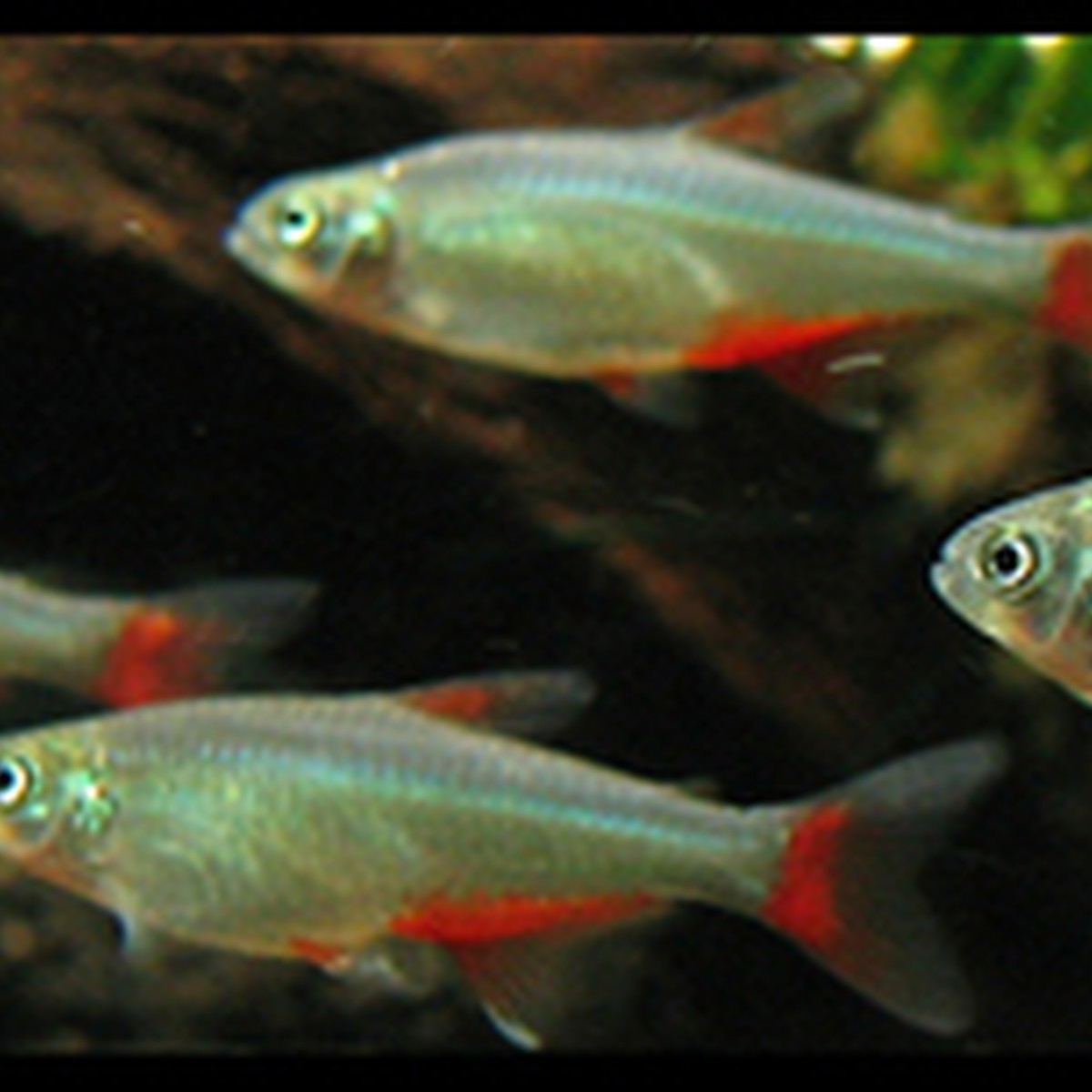 Glass Bloodfin Tetra