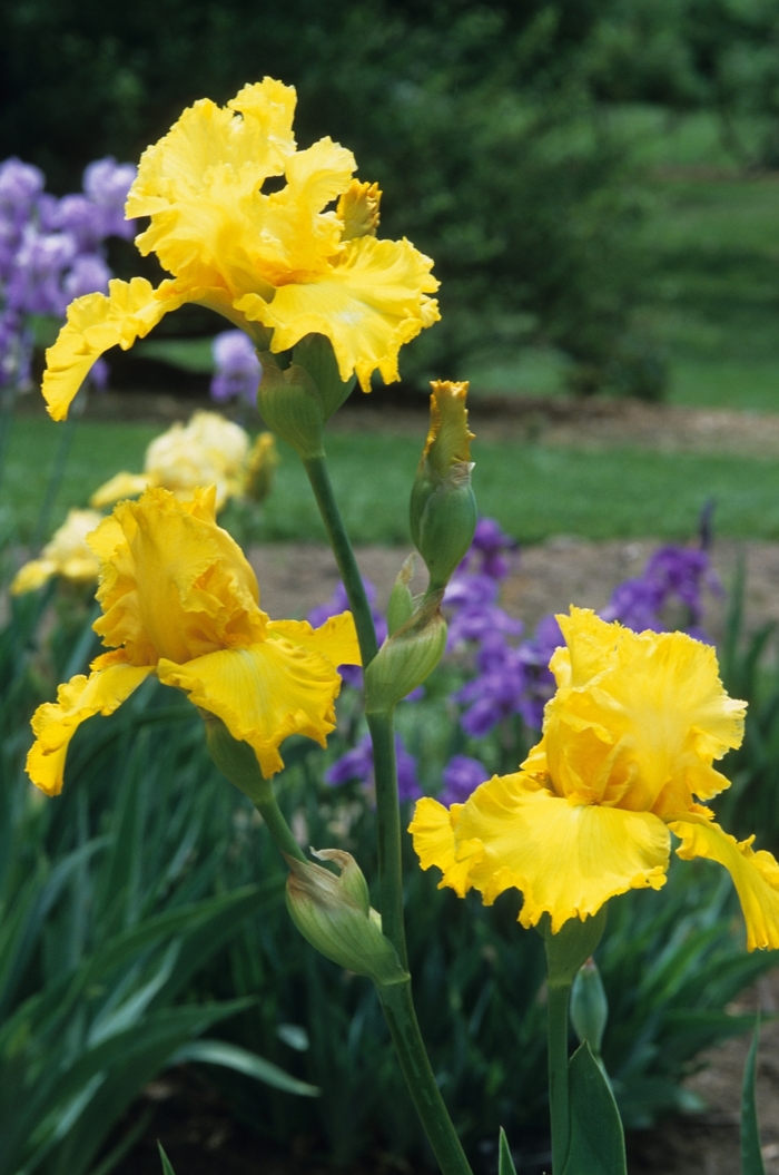 Iris Orange Drop Butterfly 3 Gal