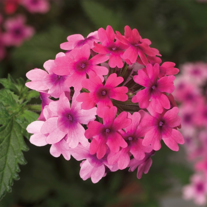 Verbena Candy Pink 1 Gal