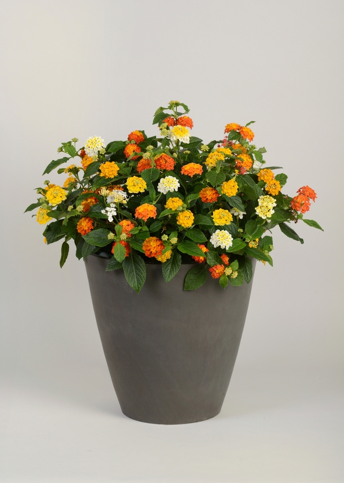 Lantana Combo Mix 8" HB