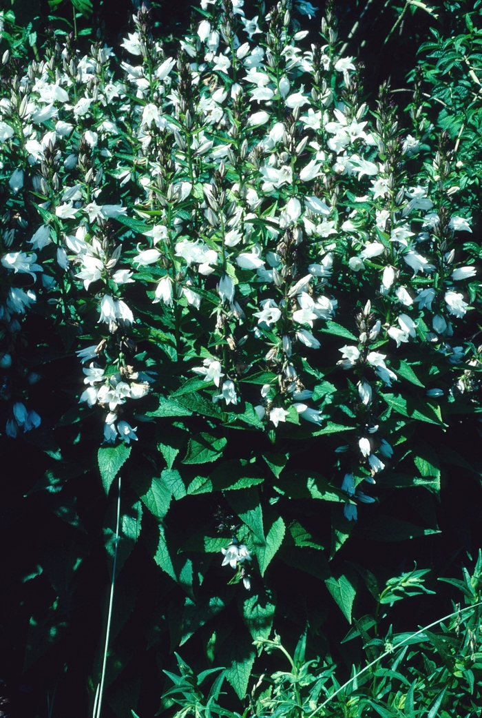 Penstemon 1 Gal