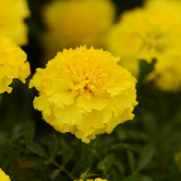 Marigold Hot Pak Fire Quart