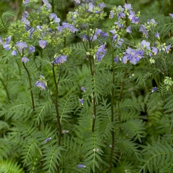 Jacob's Ladder Purple Rain 1 Gal