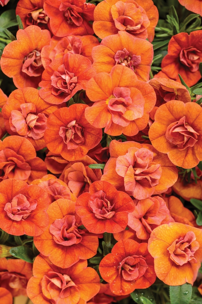 Million Bells Superbells Coraline Quart PW