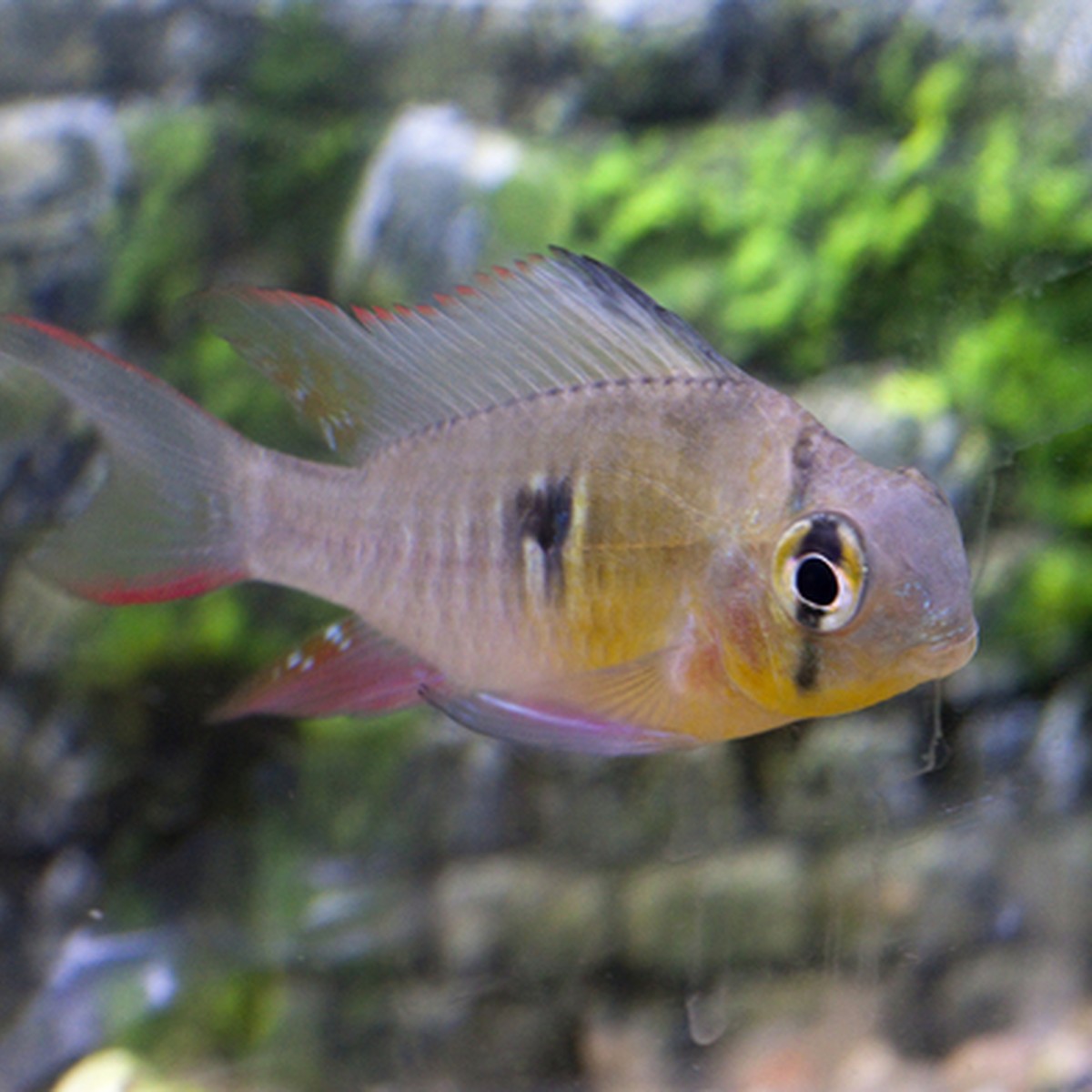 Bolivian Ram