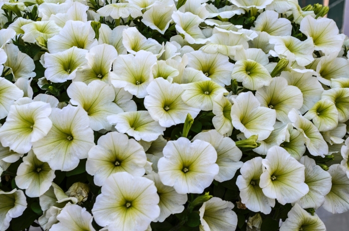 Petunia Caliburst Yellow Quart