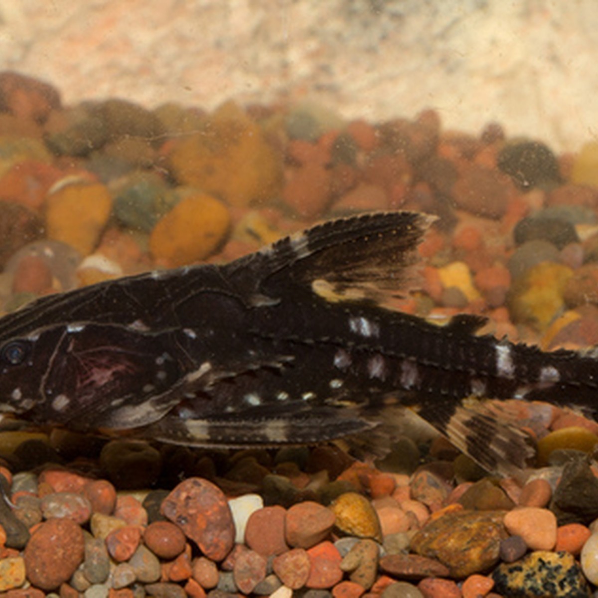Spotted Raphael Catfish