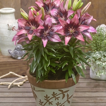 Lily Fantasiatics Pink 1 Gal