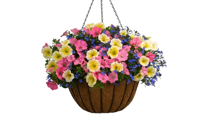 Petunia Supertunia Love Dovie Quart PW