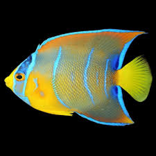 Queen Angelfish Lg
