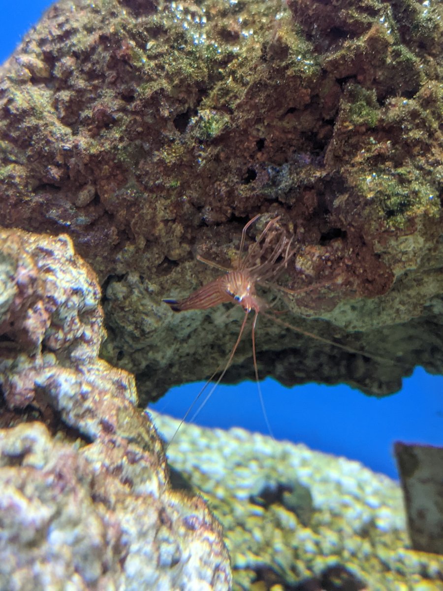PEPPERMINT SHRIMP