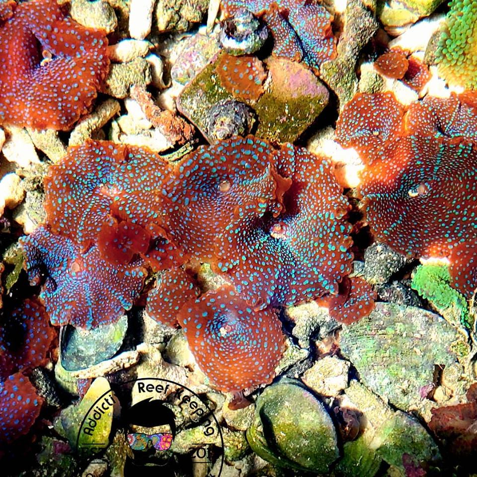 ARK Superman Mushroom Discosoma Coral 1”- 2″