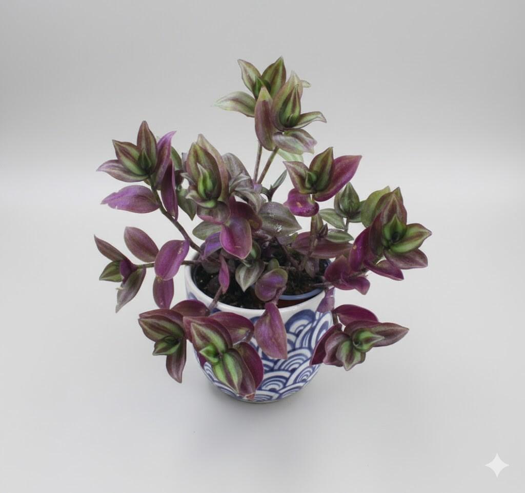 Tradescantia ‘Silver Smudge’ – 2x Plug Plant - Easy Care Plugplant