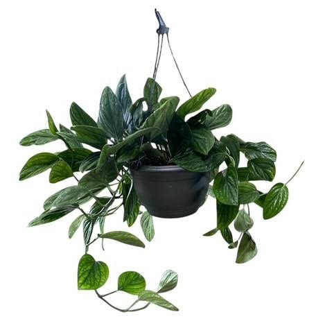 Monstera 'Peru', 8" HB