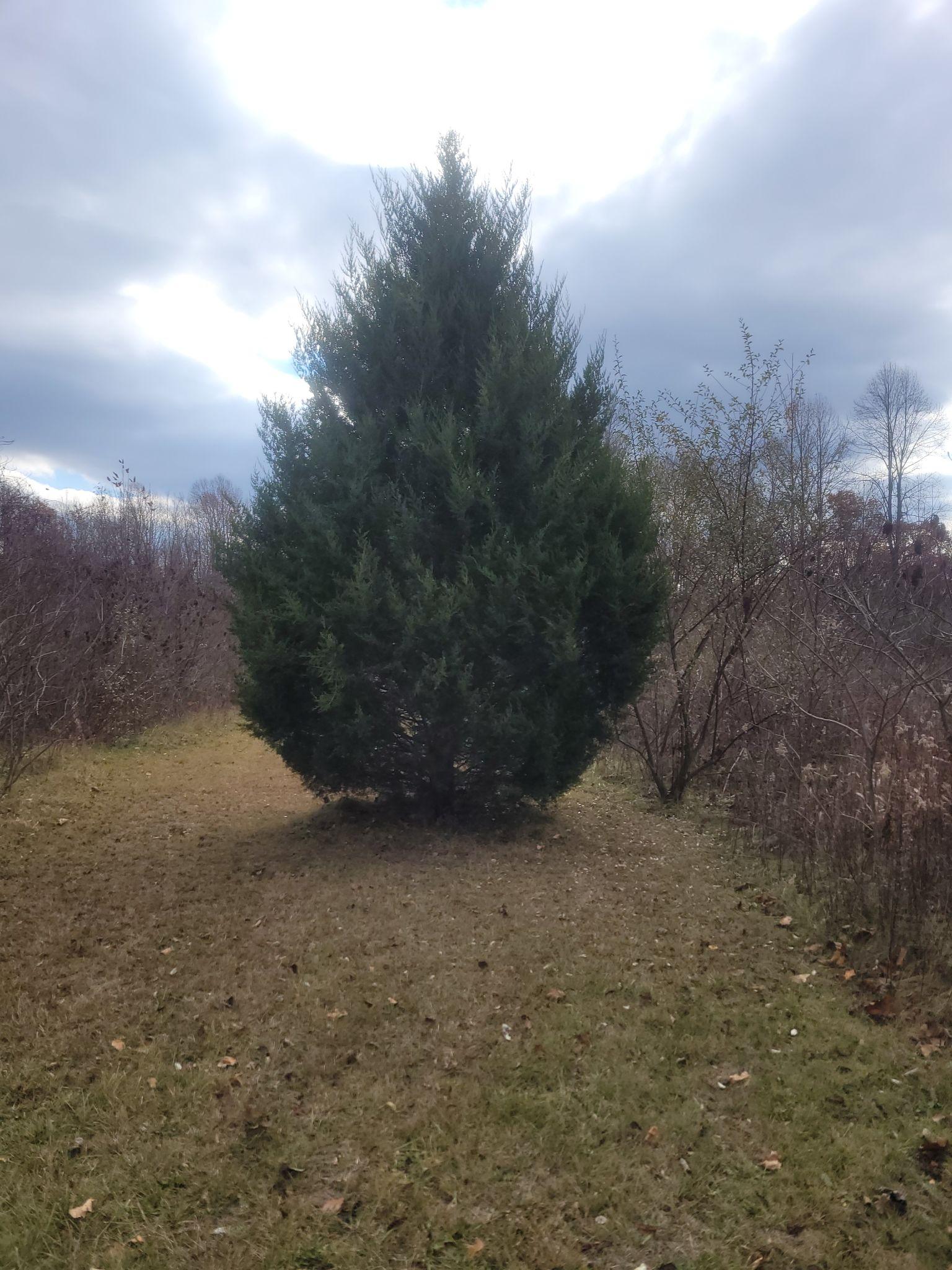 Juniperus virginiana