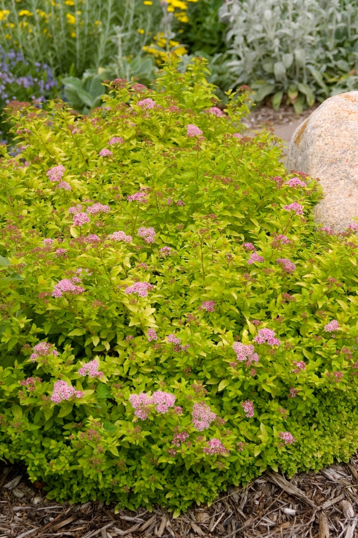 Spirea Double Play Big Bang 3 Gal