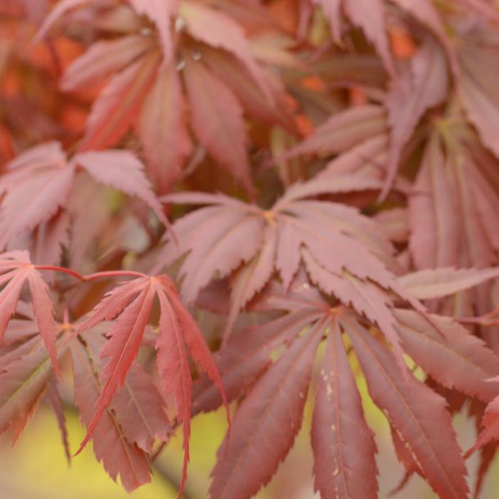 Japanese Maple Pixie 2 In 45 Gal