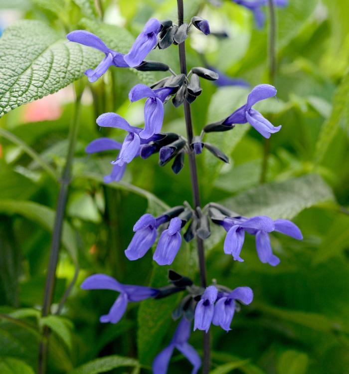 Salvia Black & Blue 3 Gal