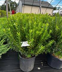 Shamrock Compact Inkberry (Ilex), 3 gallon