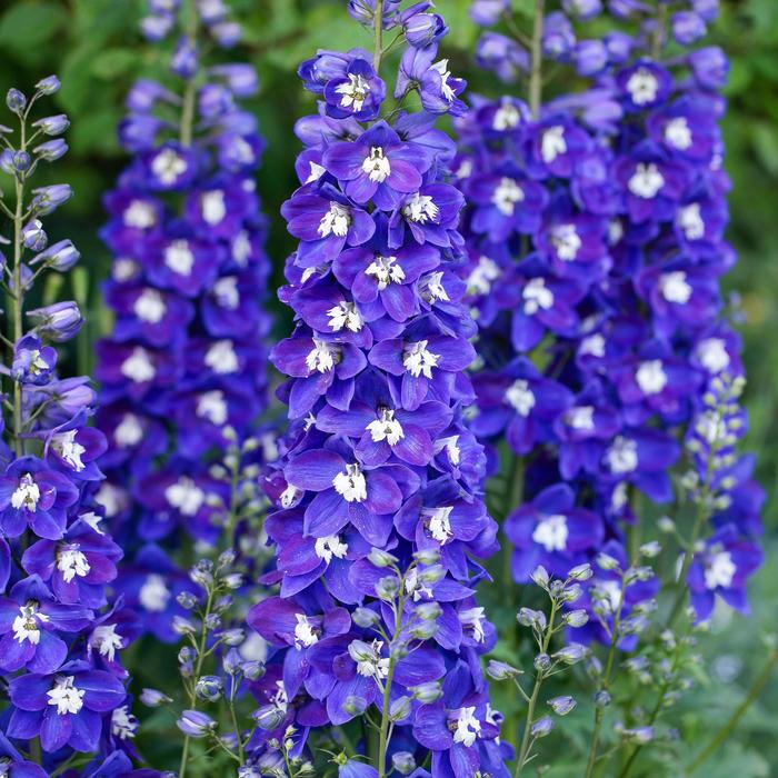 Delphinium Delgenius Breezin 2 Gal
