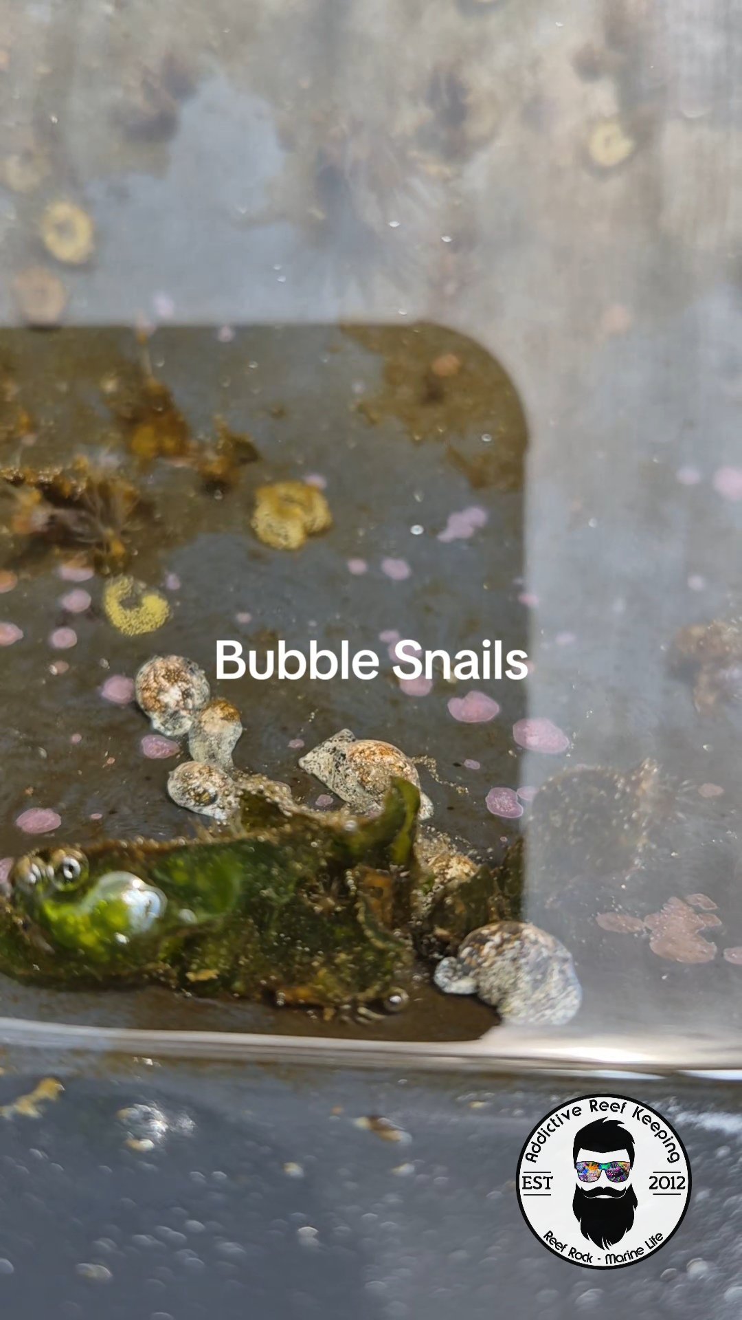 10 Pack Marine Bubble Snails –striate bubble snail (Bulla striata) Natural Algae Cleaners for Saltwater Aquariums