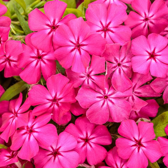 Phlox Southern Blaze Red Hot 1 Gal PW