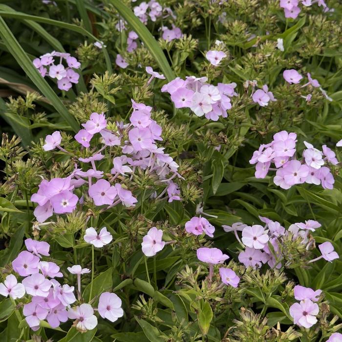 Phlox Opening Act Polka Dot 1 Gal PW