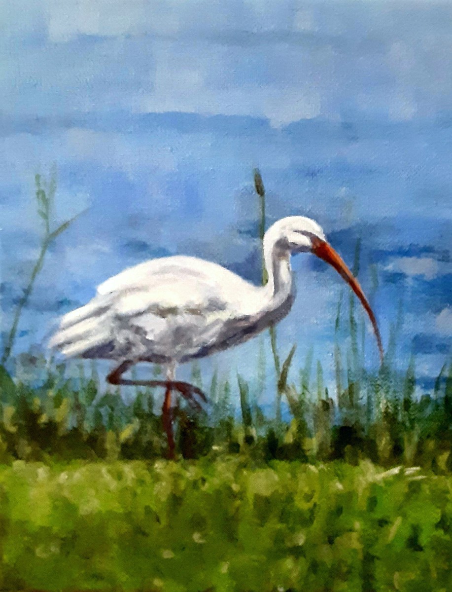 White Ibis