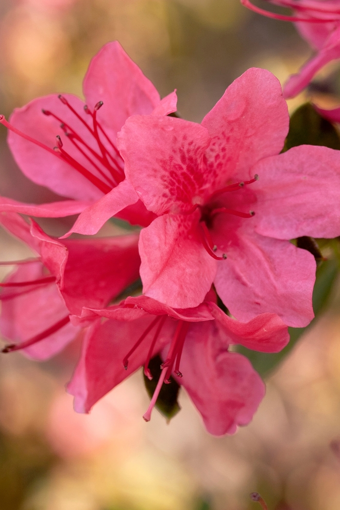 Azalea Encore Autumn Chiffon 3 Gal
