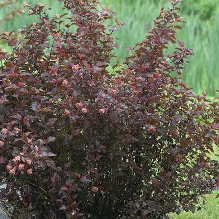 Ginger Wine Ninebark (Physocarpus), 3 gallon