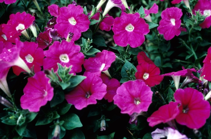Petunia Royal Magenta Quart PW