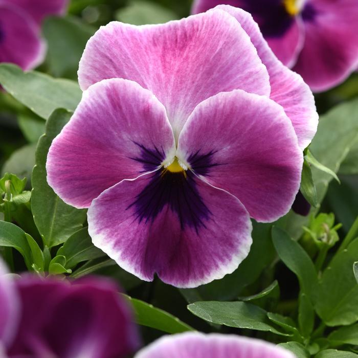 Pansy Top Wave Violet Quart
