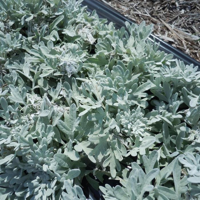 Artemisia Powis Castle 1 Gal