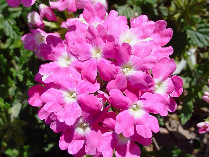 Verbena Homestead Purple Quart