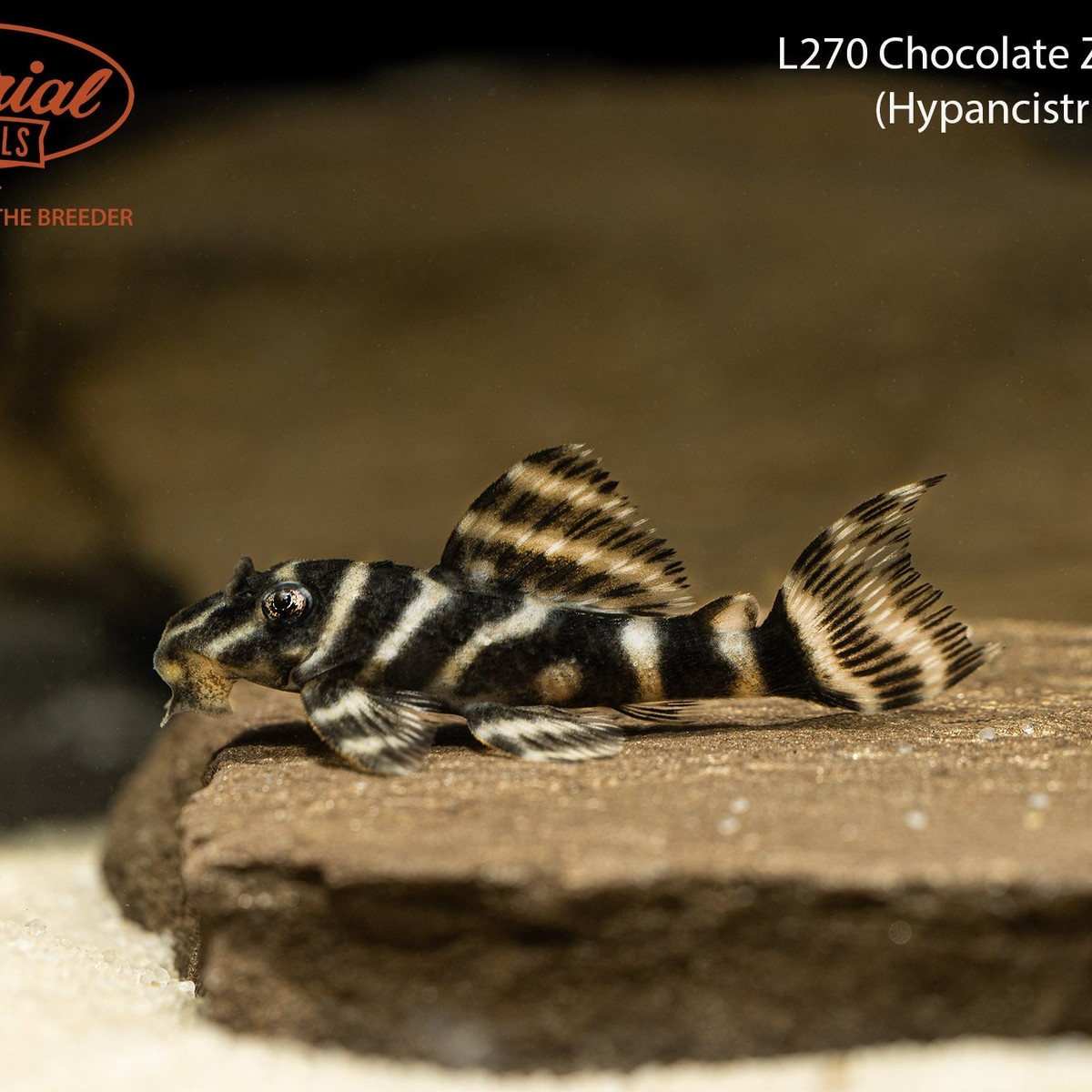 Chocolate Zebra Pleco L129