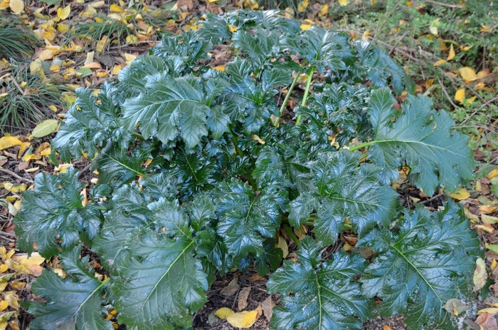 Acanthus Whitewater 10" Deco