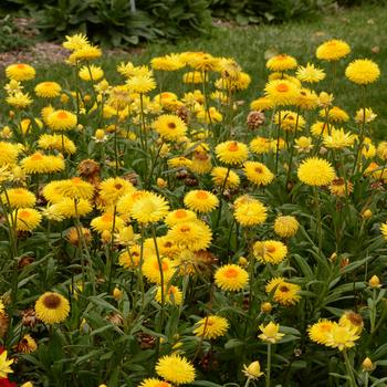 Strawflower Granvia Gold 1 Gal