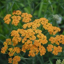 Terra Cotta Yarrow (Achillea), 1 gallon