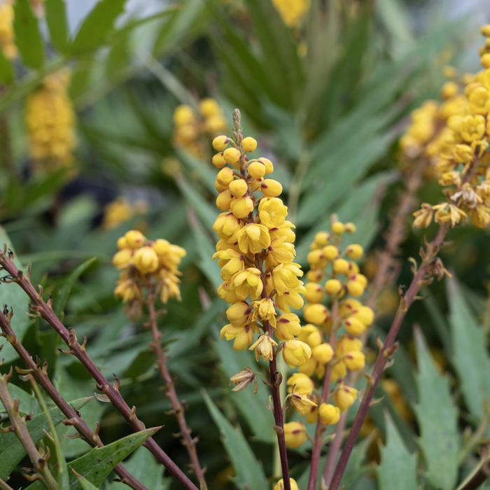 Mahonia Groovy Glow 3 Gal