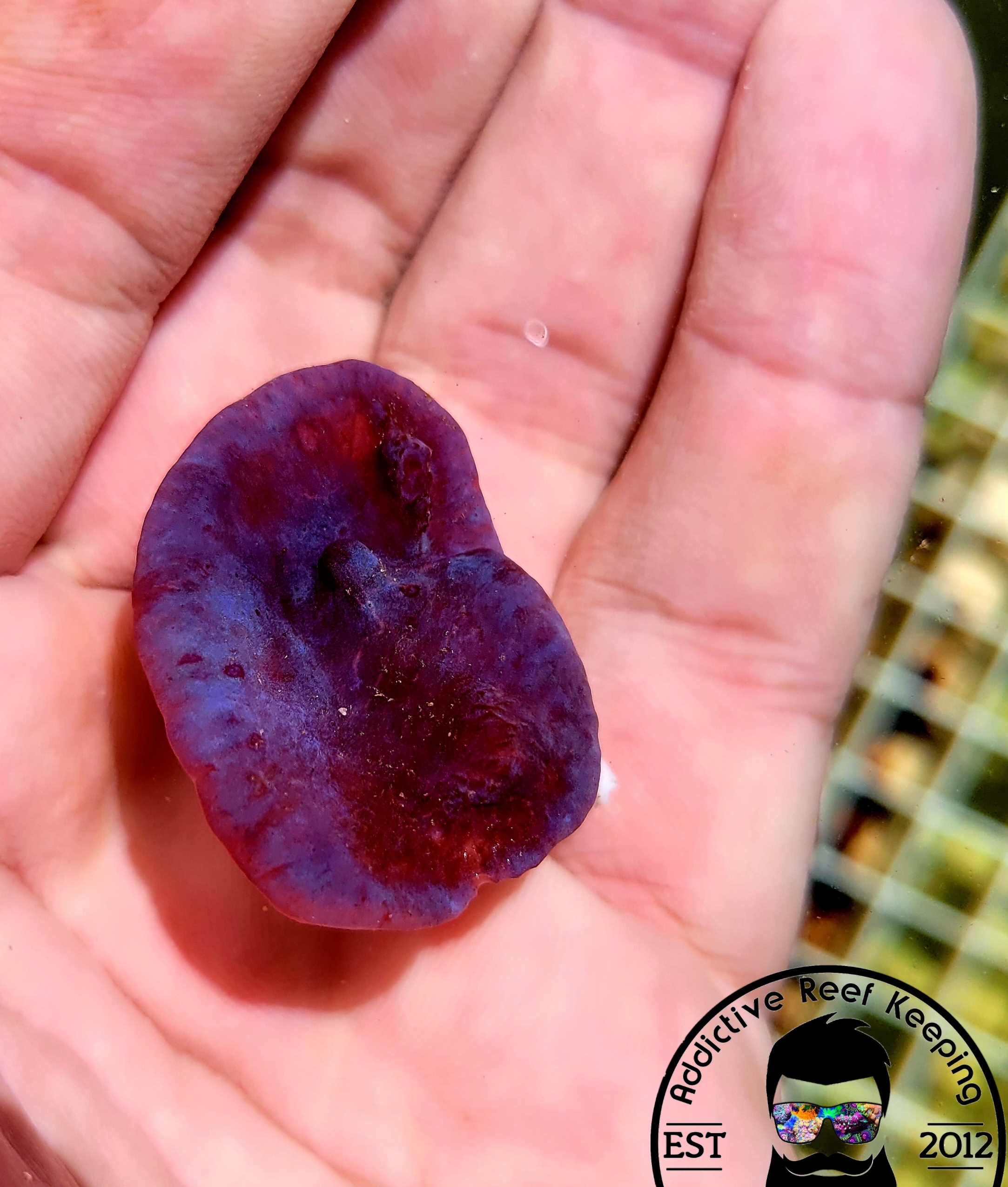 ARK Blue Sponge Plating 2″ Frag