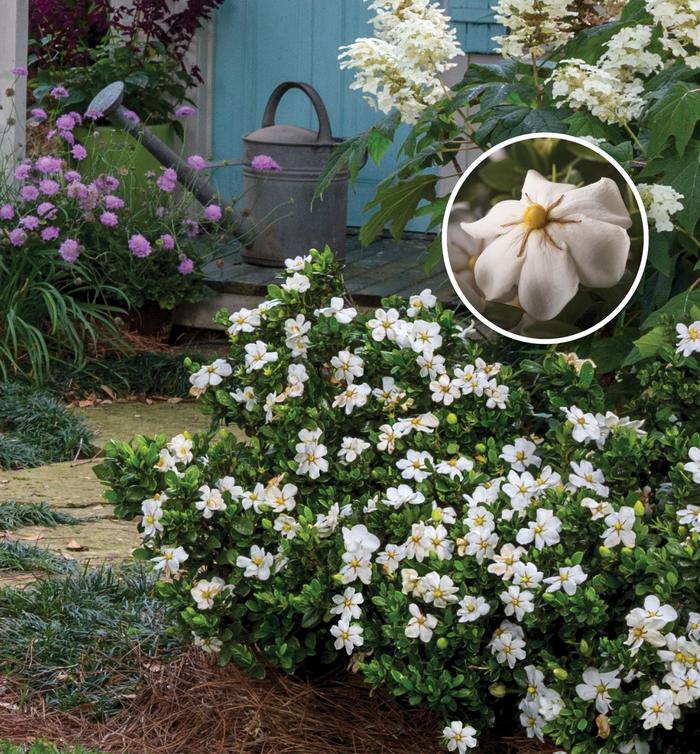 Gardenia Snow Girl 3 Gal