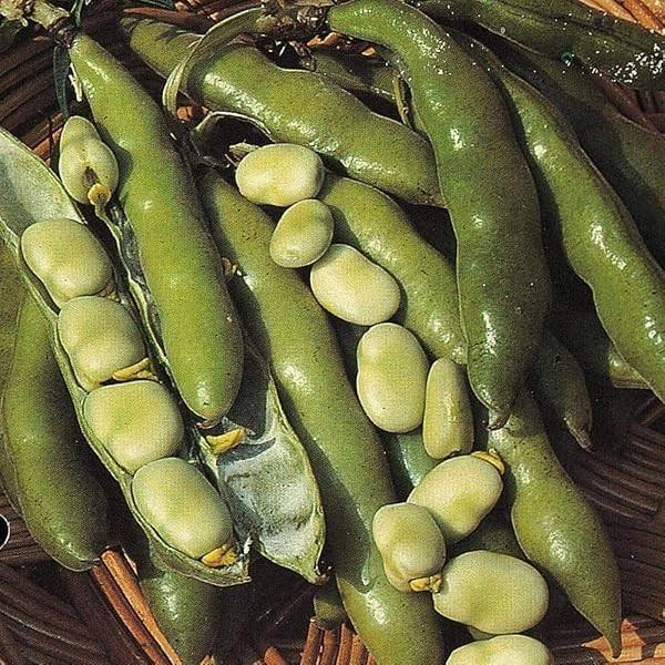 2x Plug Plants Broad Bean Bison Early High Yield Light Green Beans