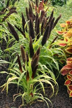 Millet, 6"